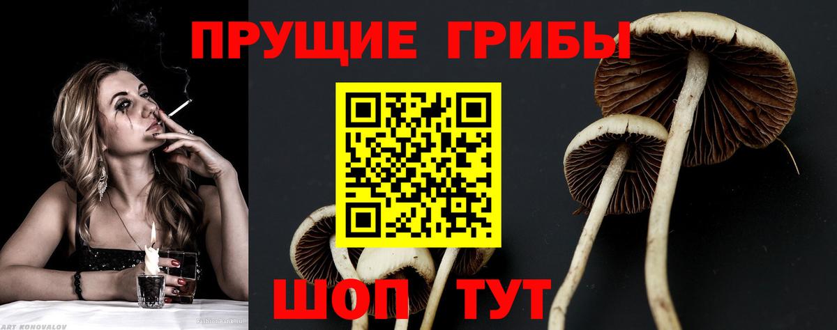 Псилоцибиновые грибы прущие грибы  Вход с VPN  Псилоцибиновые грибы GOLDEN TEACHER  закладка  Миллерово 